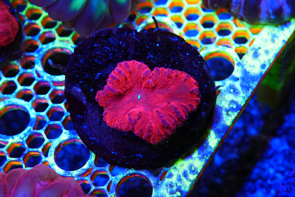 Blastomussa