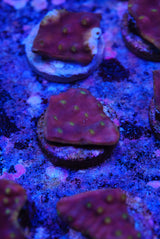 Turbinaria