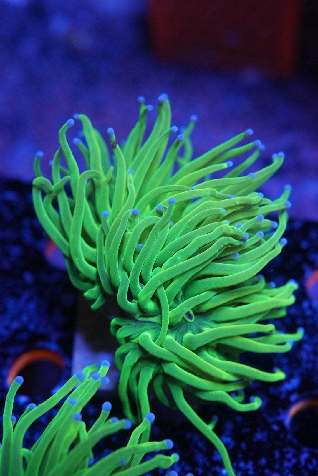 WYSIWYG torch coral