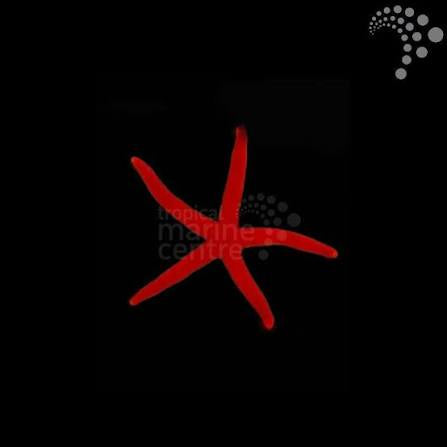 Orange finger starfish