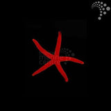 Orange finger starfish