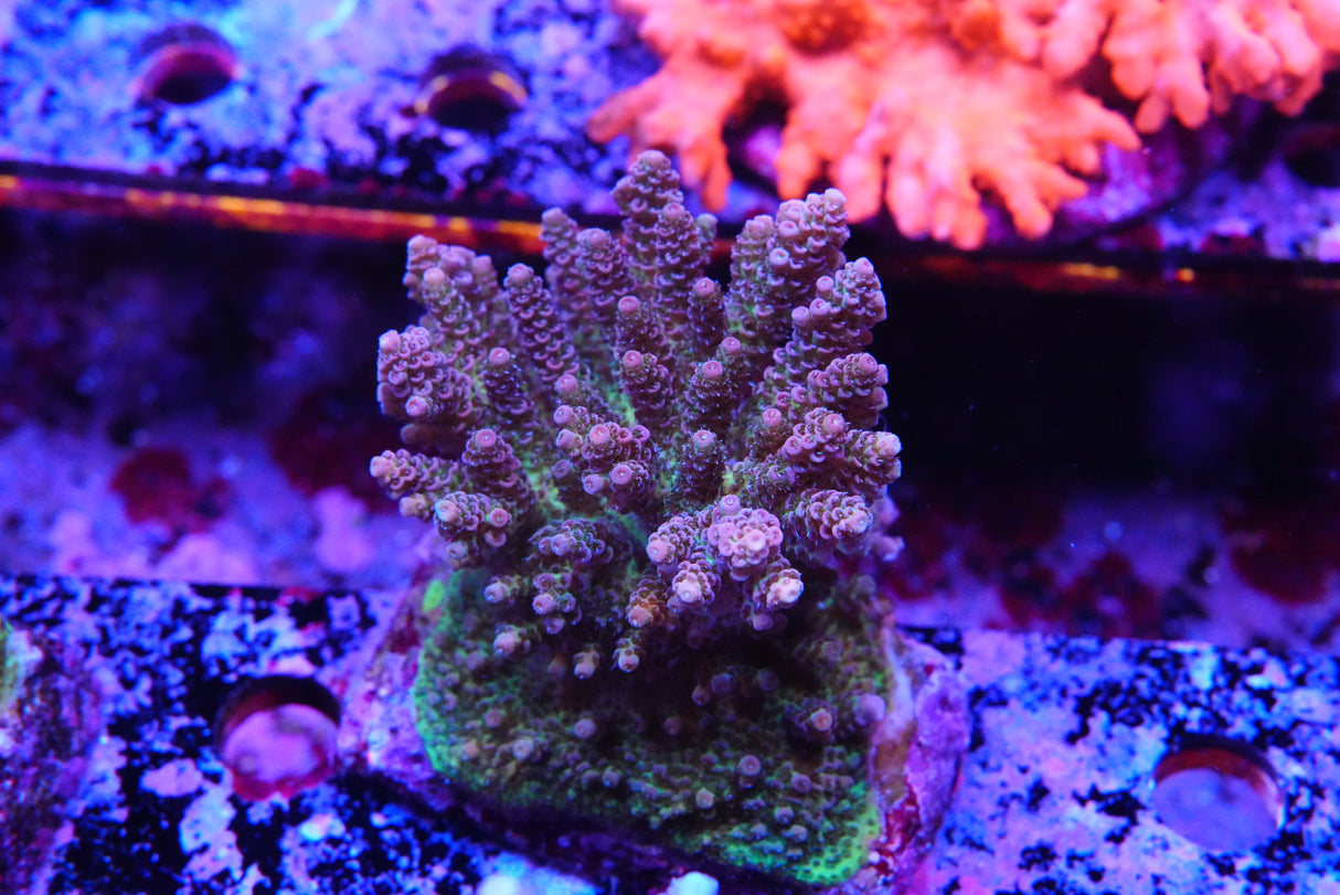 Acropora