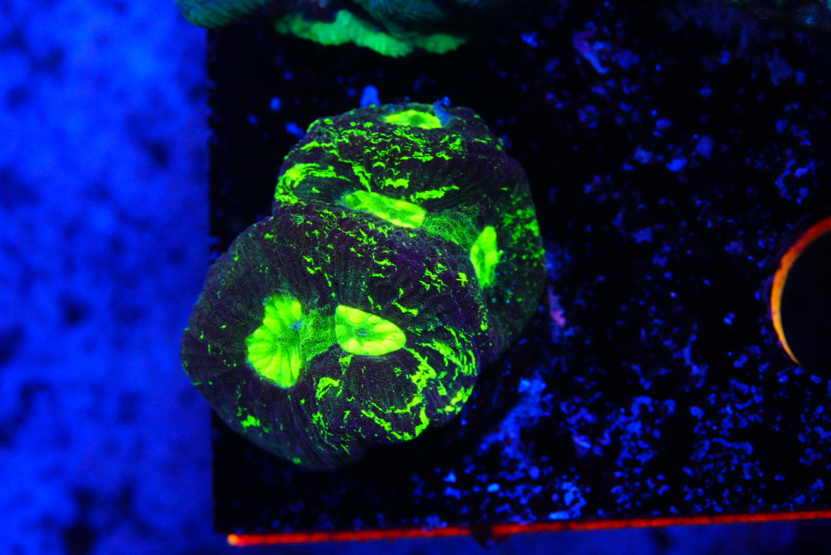 Goniastrea