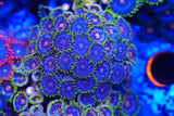 Zoa mix deal!