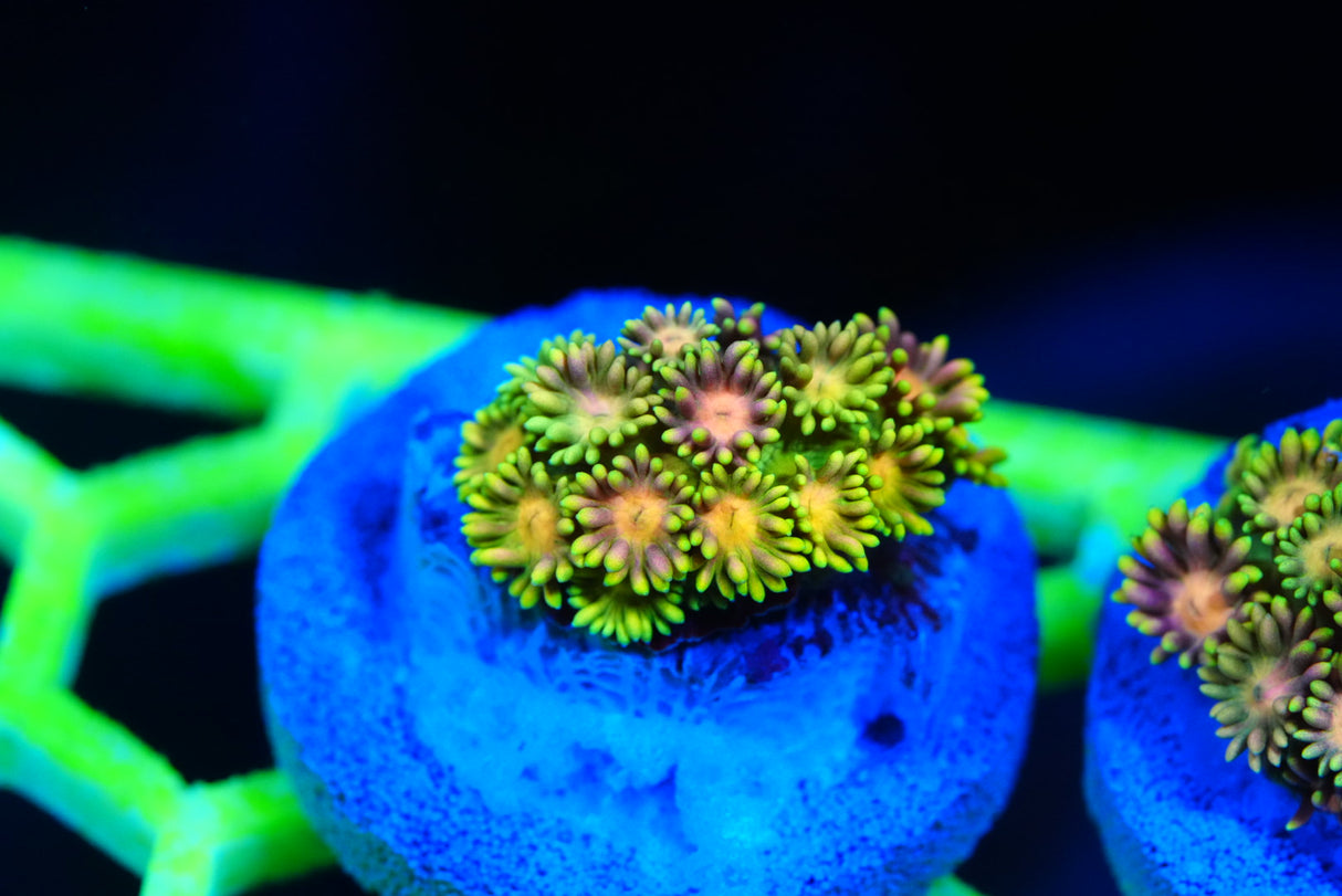 Ultra/rainbow Goniopora