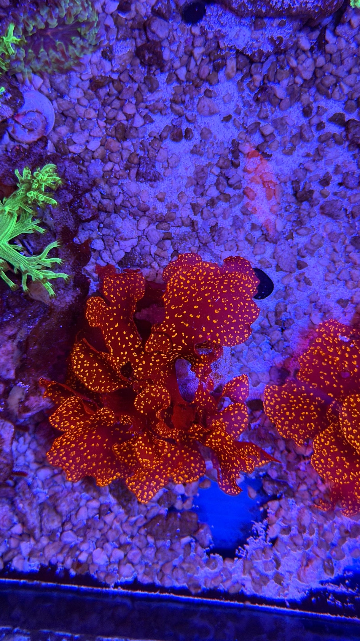 Atomic broccoli macro algae