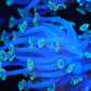 Ultra blue Alveopora