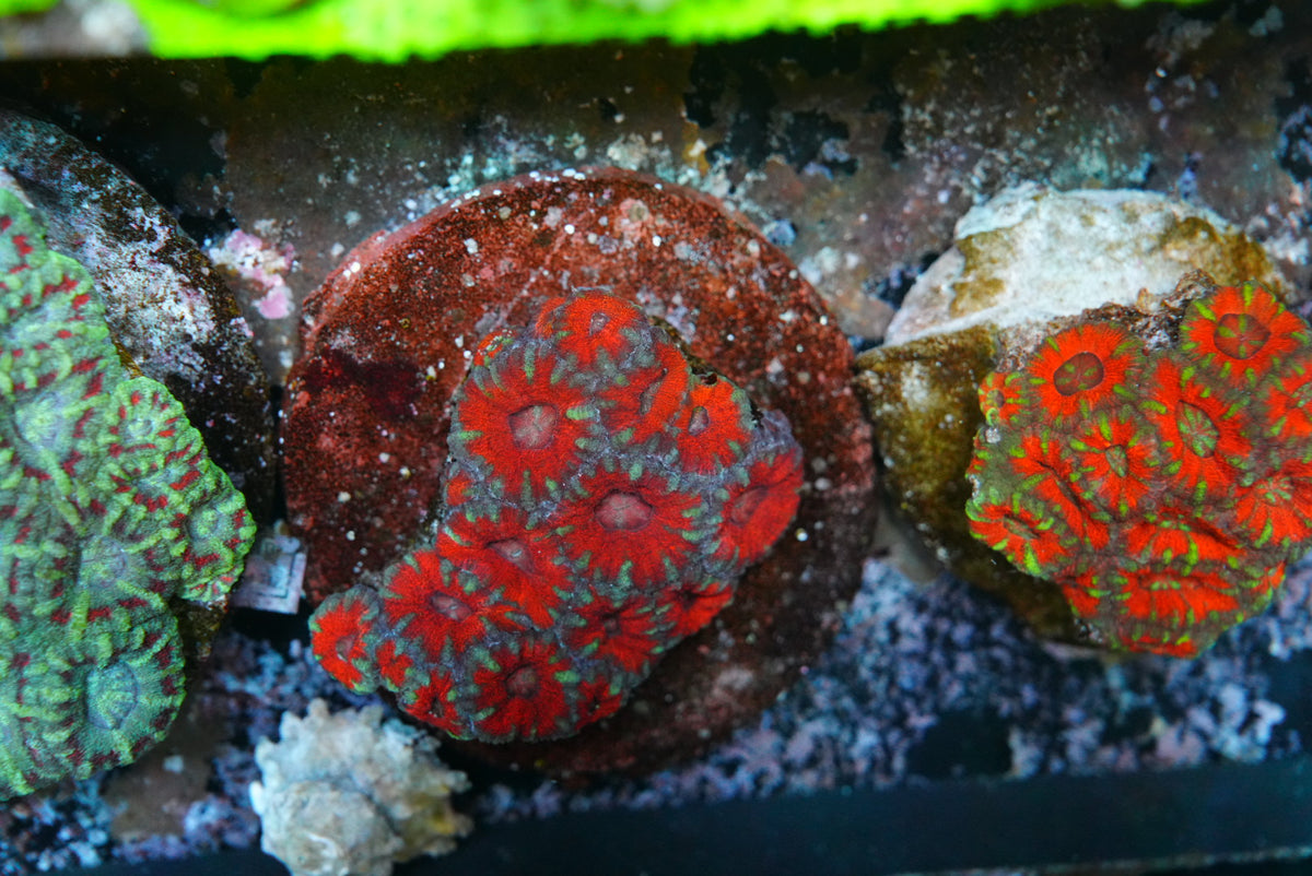 Large acan colony