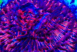 Ultra Fungia plate coral