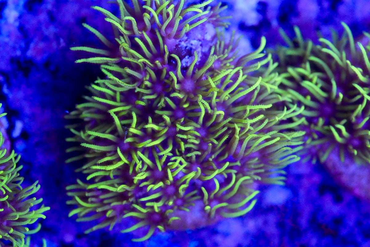Green star polyp (gsp) – Reef-freaks