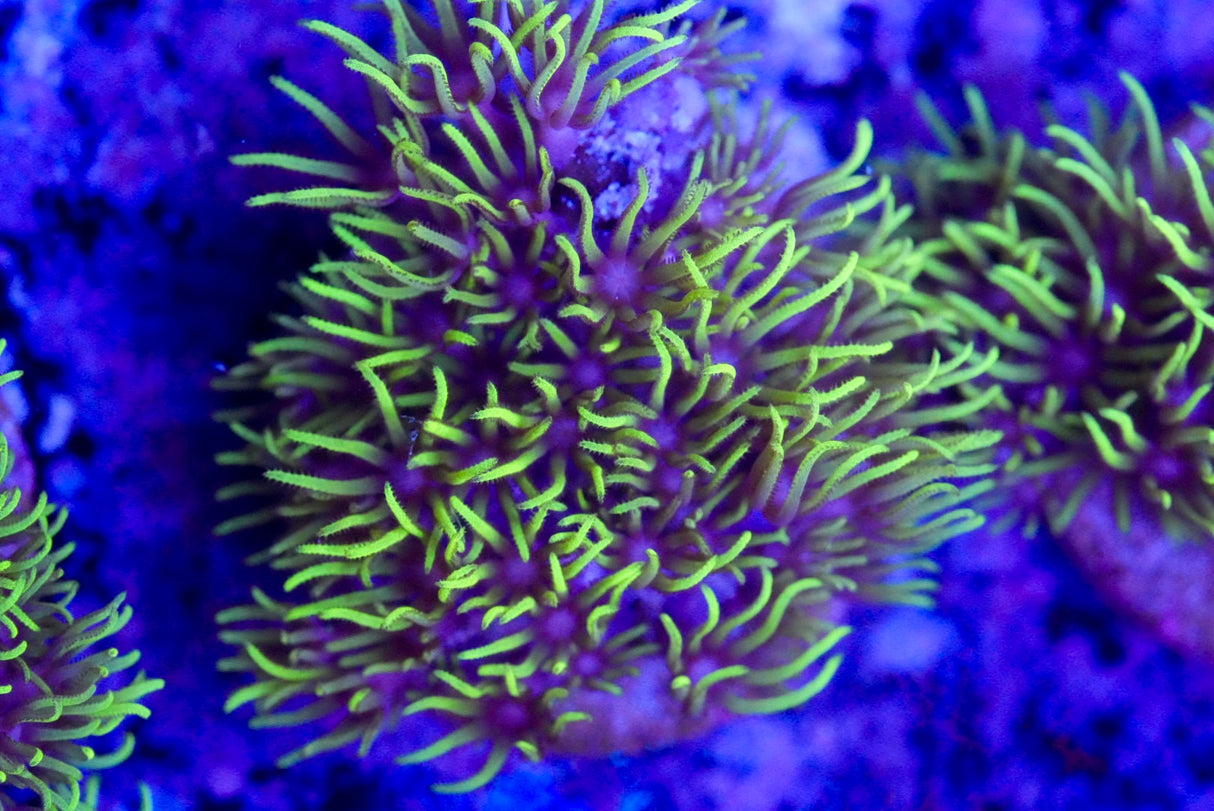 Green star polyp (gsp)