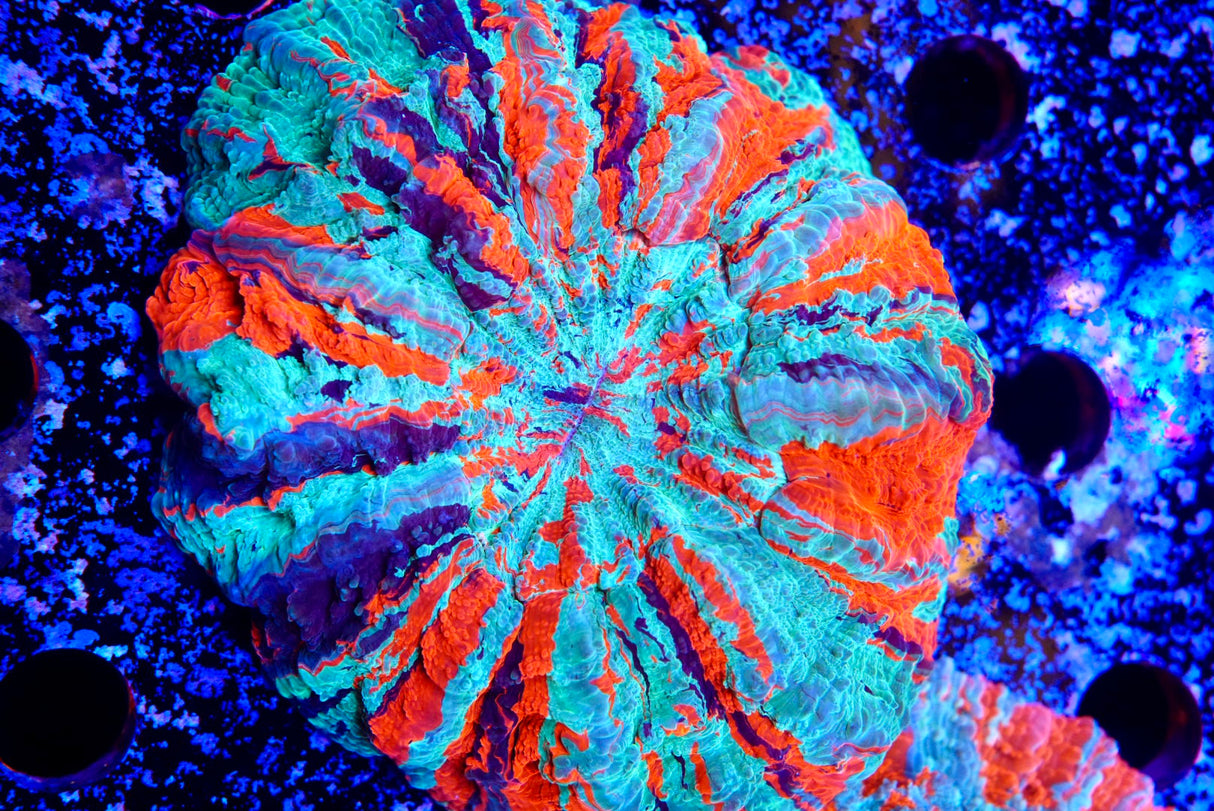 Acanthos