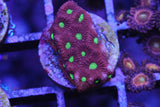 WAR CORAL FAVIA