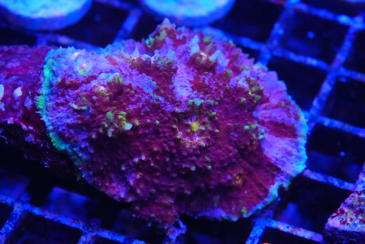 Crazy chalice colony