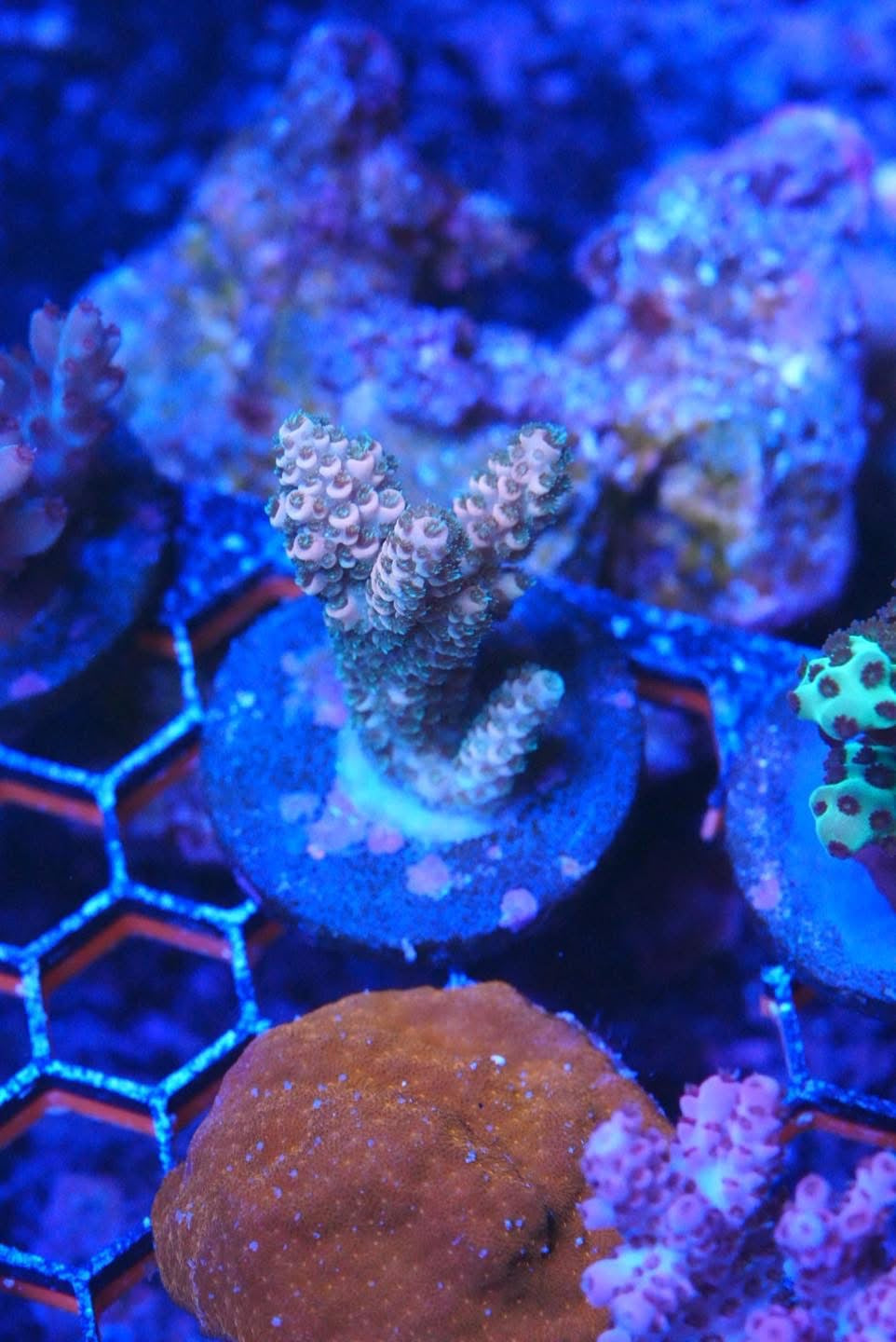 Acropora frag