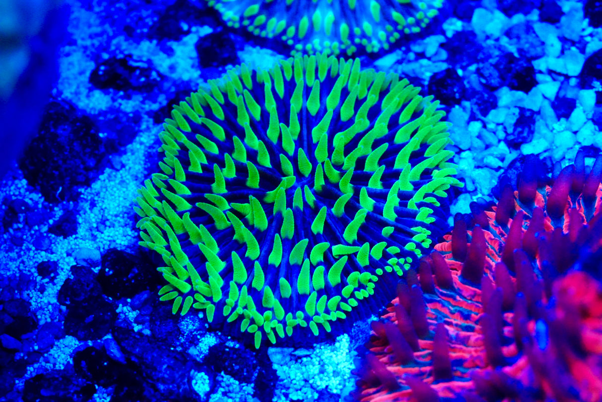 Fungia plate coral