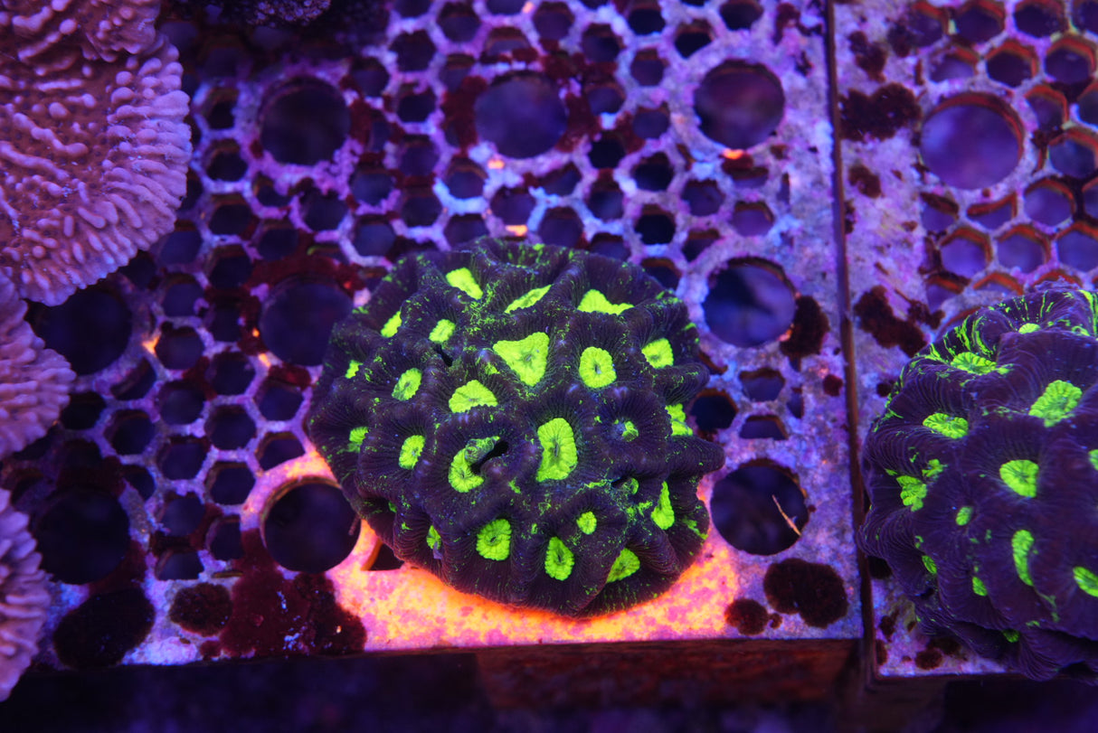 Goniastrea toxic splatter large