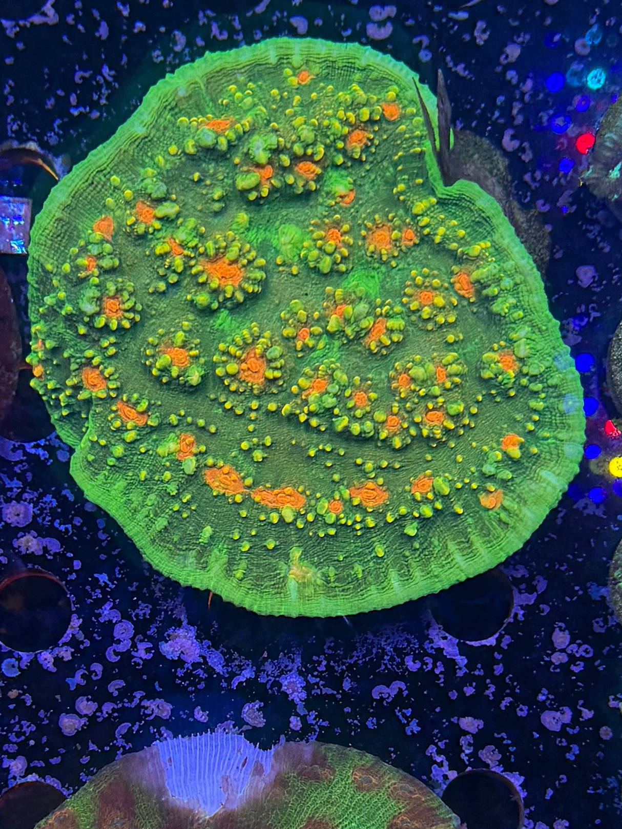 chalice colony