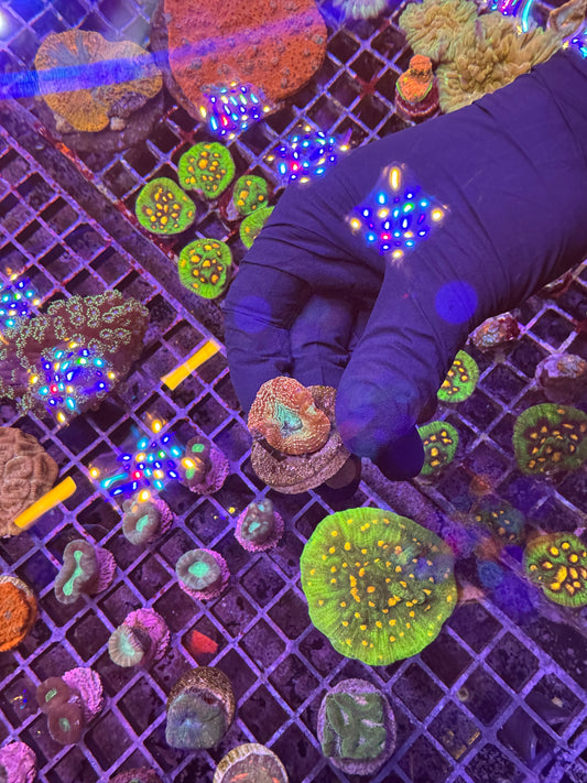 Rainbow acan