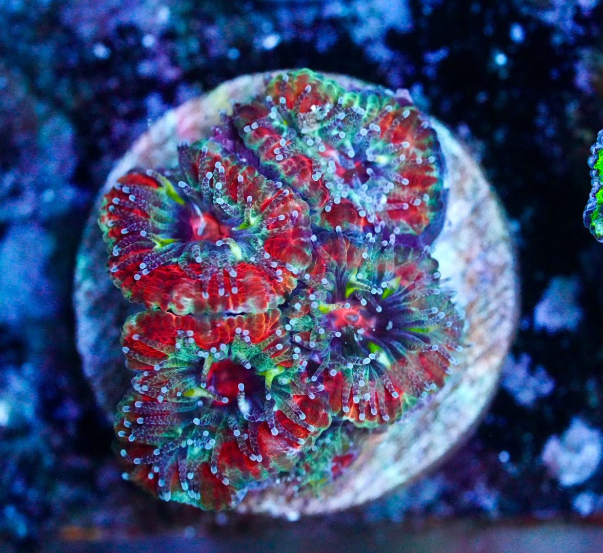 Cultured aussie acan