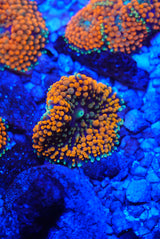 Orange Florida ricordia