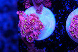 Pixie Dream Goniopora