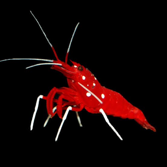 Blood/Fire shrimp