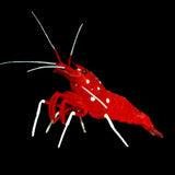 Blood/Fire shrimp