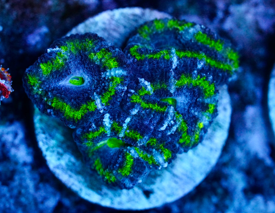 Cultured aussie acan