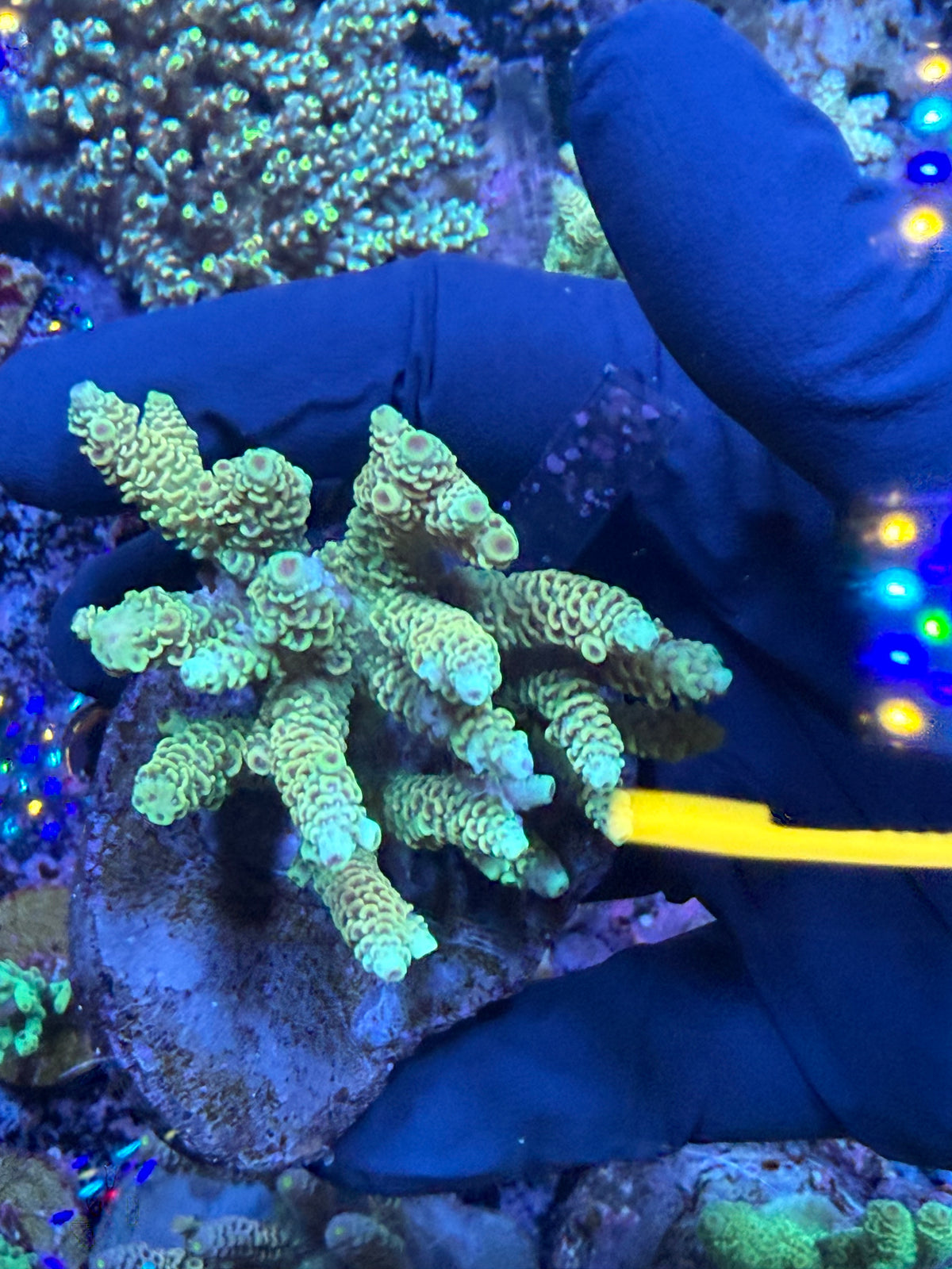 Aussie ultra colonies M