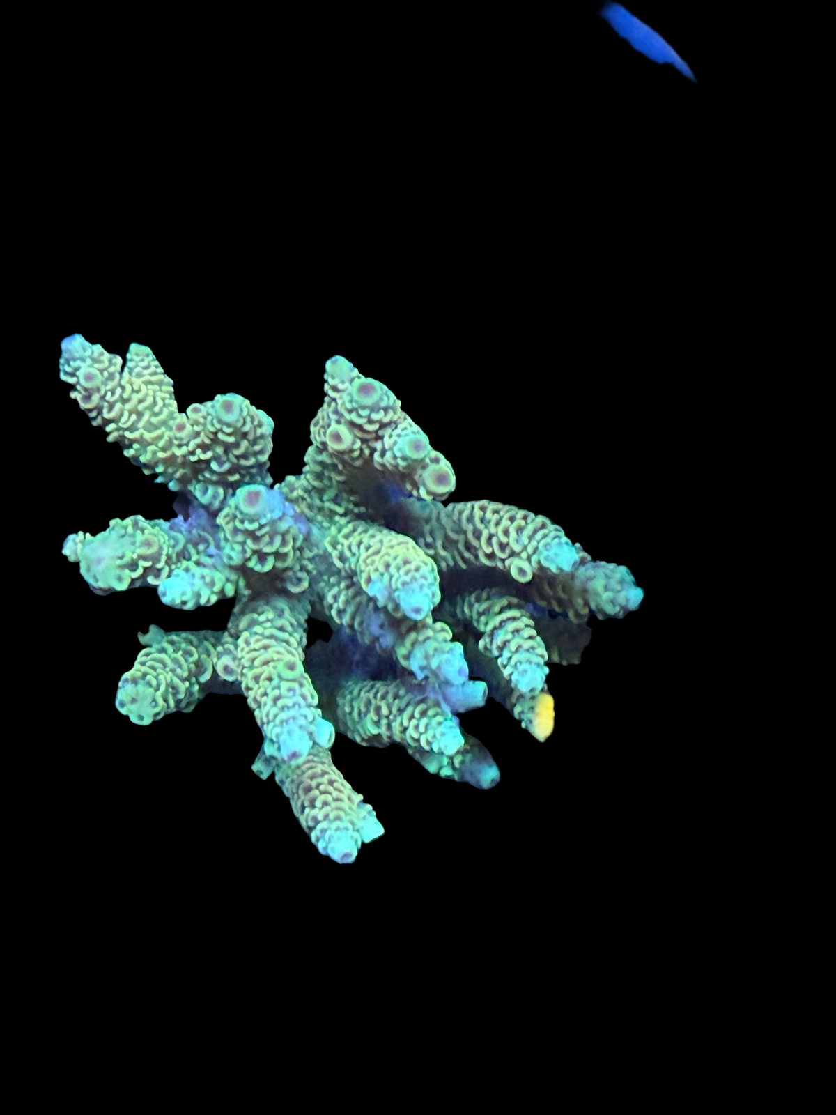 Aussie ultra colonies M