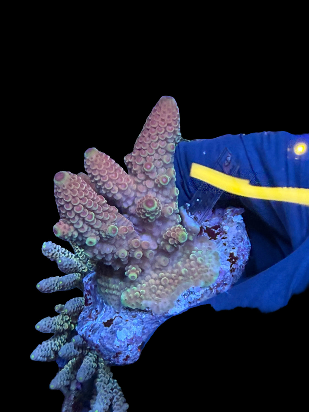 Aussie ultra colonies M