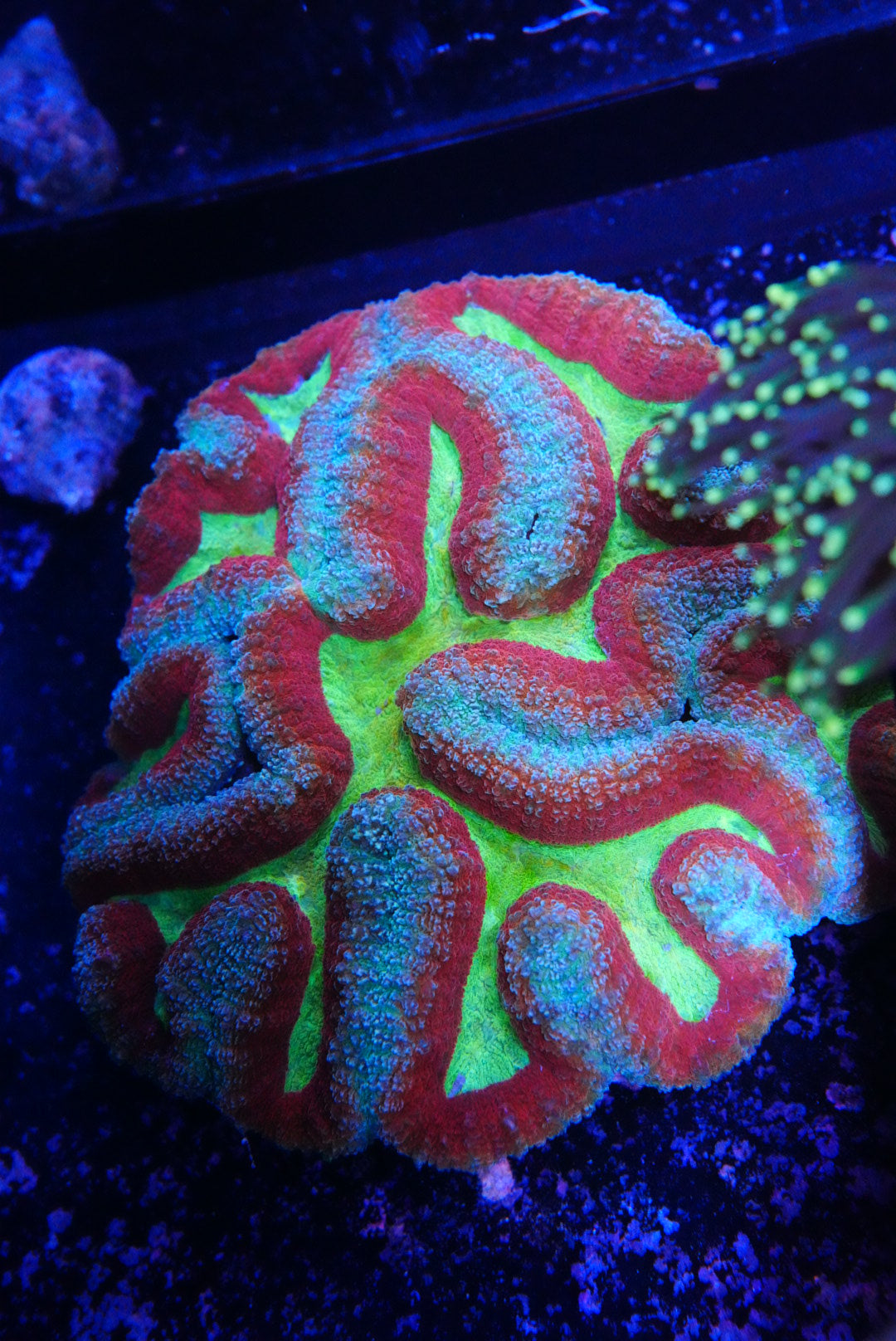symphyllia coral