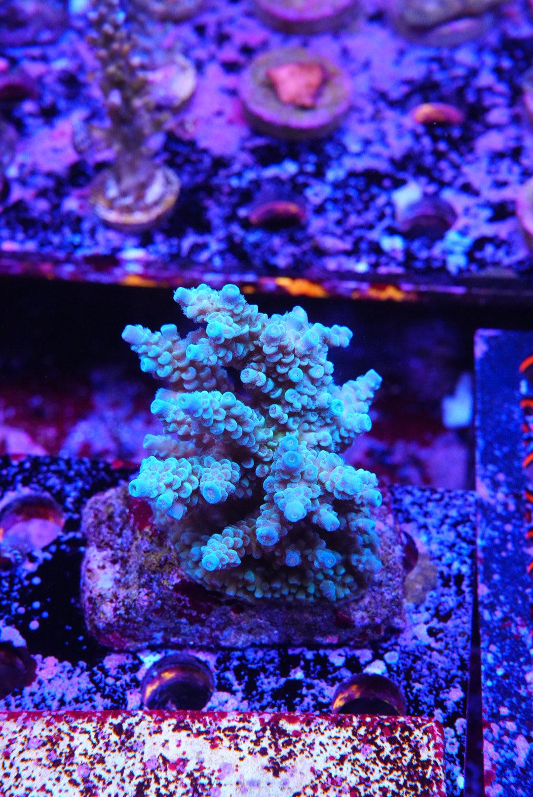 Acropora