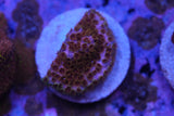 Skittles cyphastrea