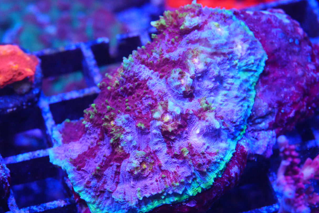 Crazy chalice colony