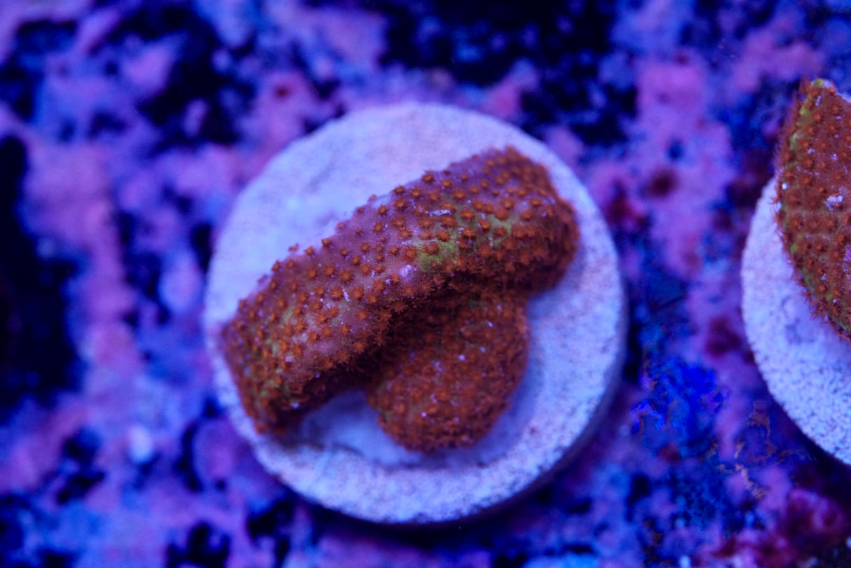 Burning banana Cyphastrea