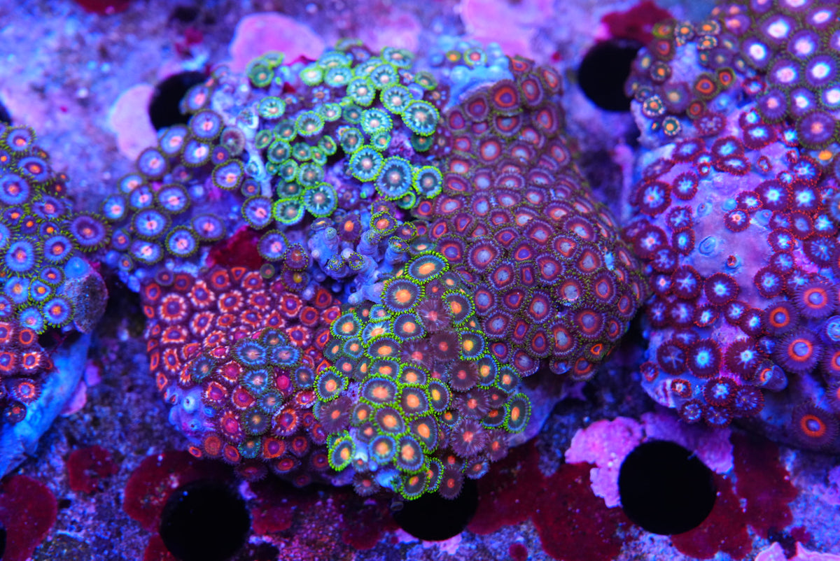 ZOA colony