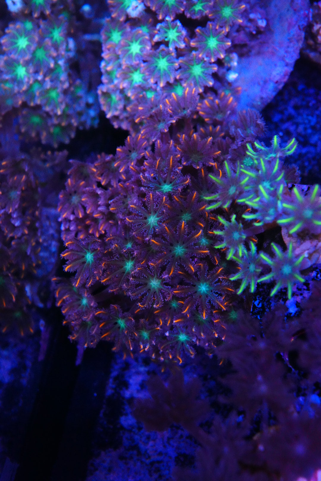 Firework Clove polyp colony