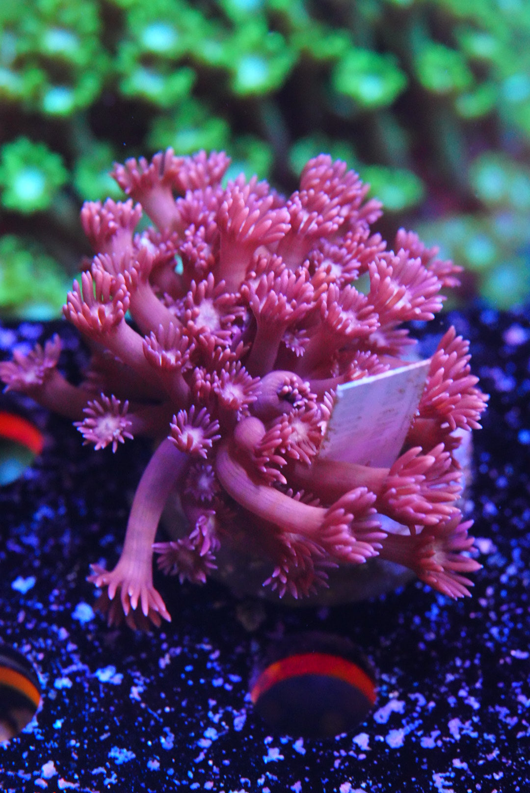 Red Goni mini colony