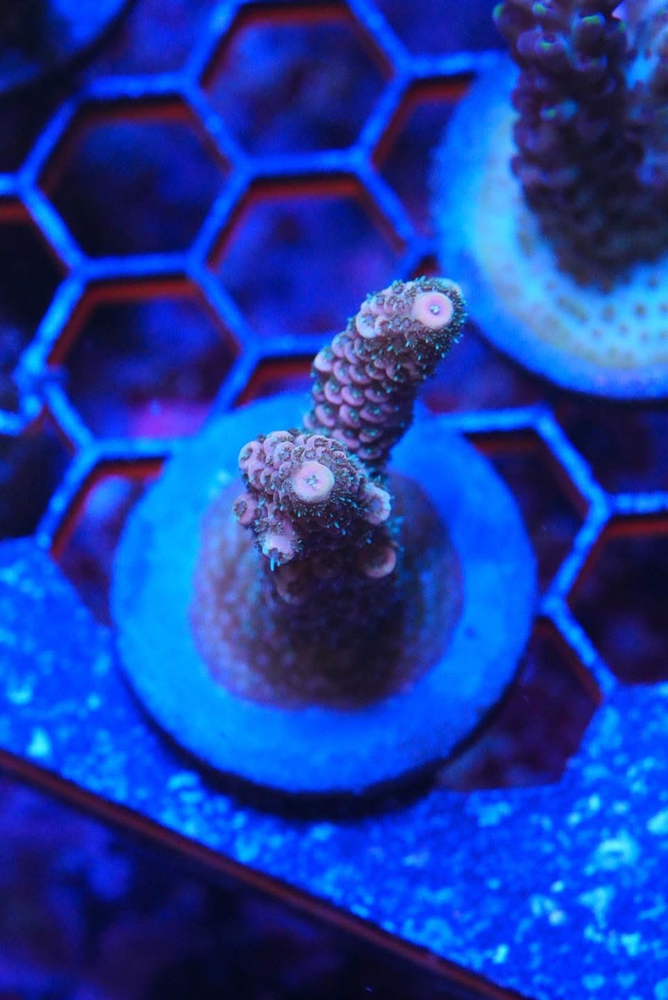 Acropora frag