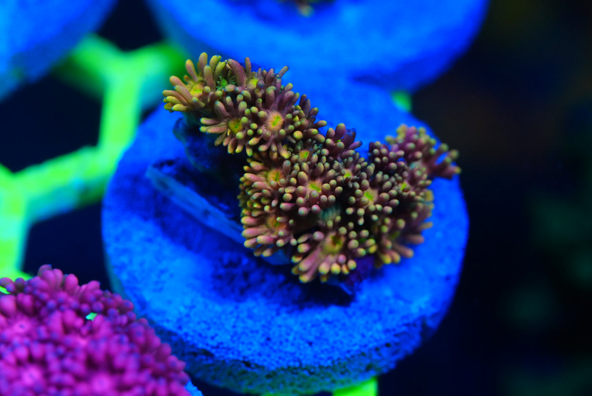 Ultra/rainbow Goniopora