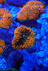 Orange Florida ricordia