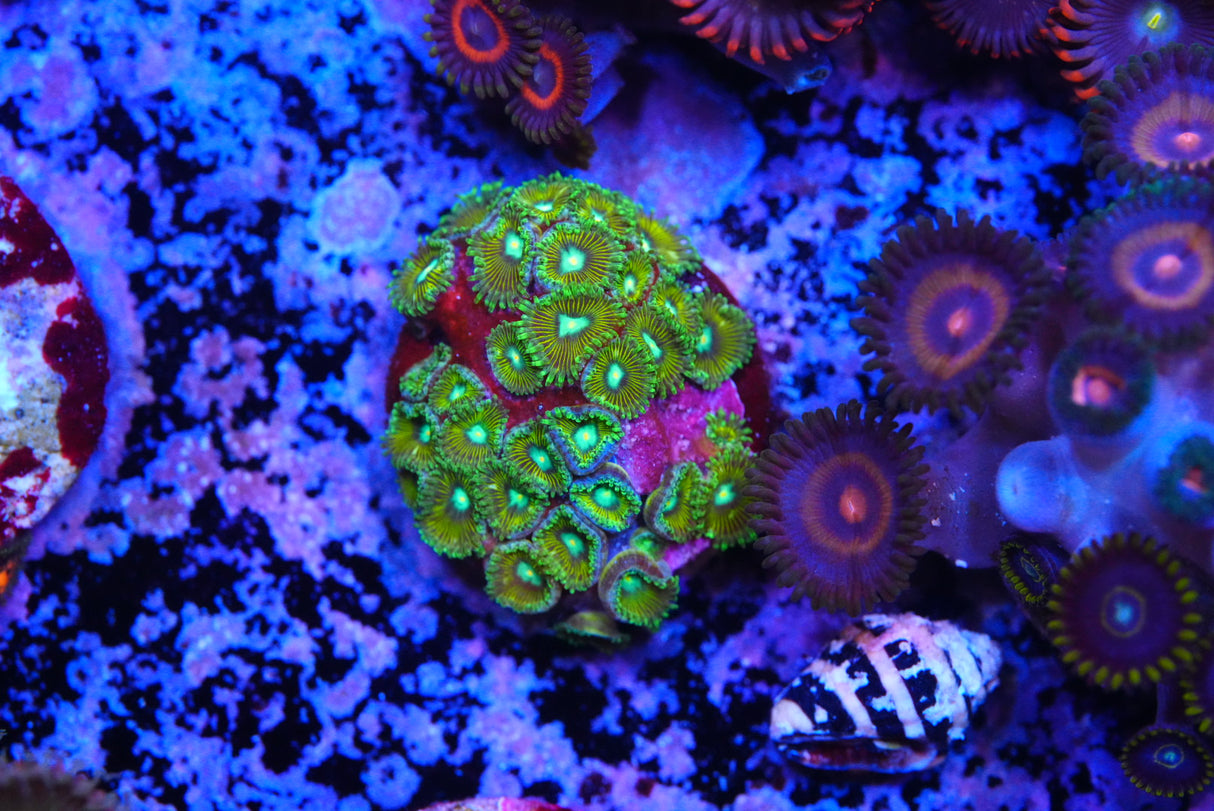 ZOA