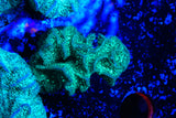 Green pavona