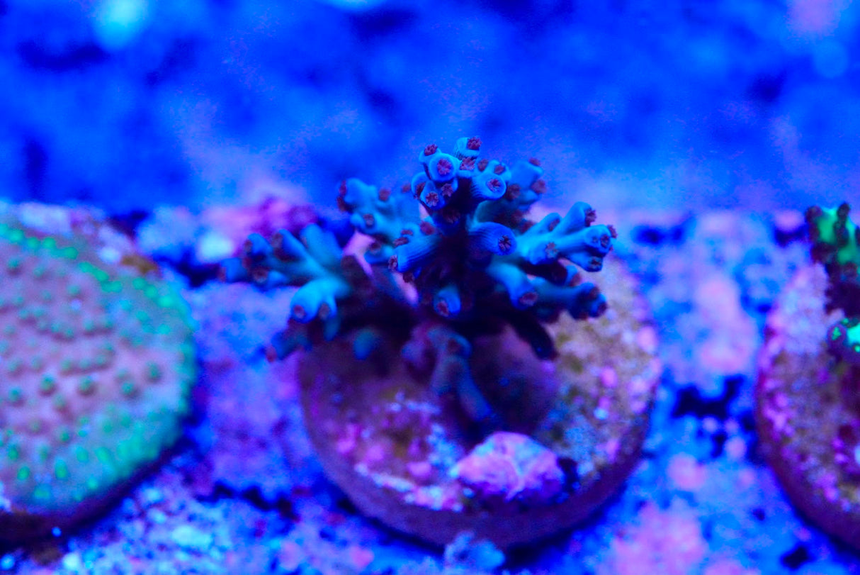 Acropora frag