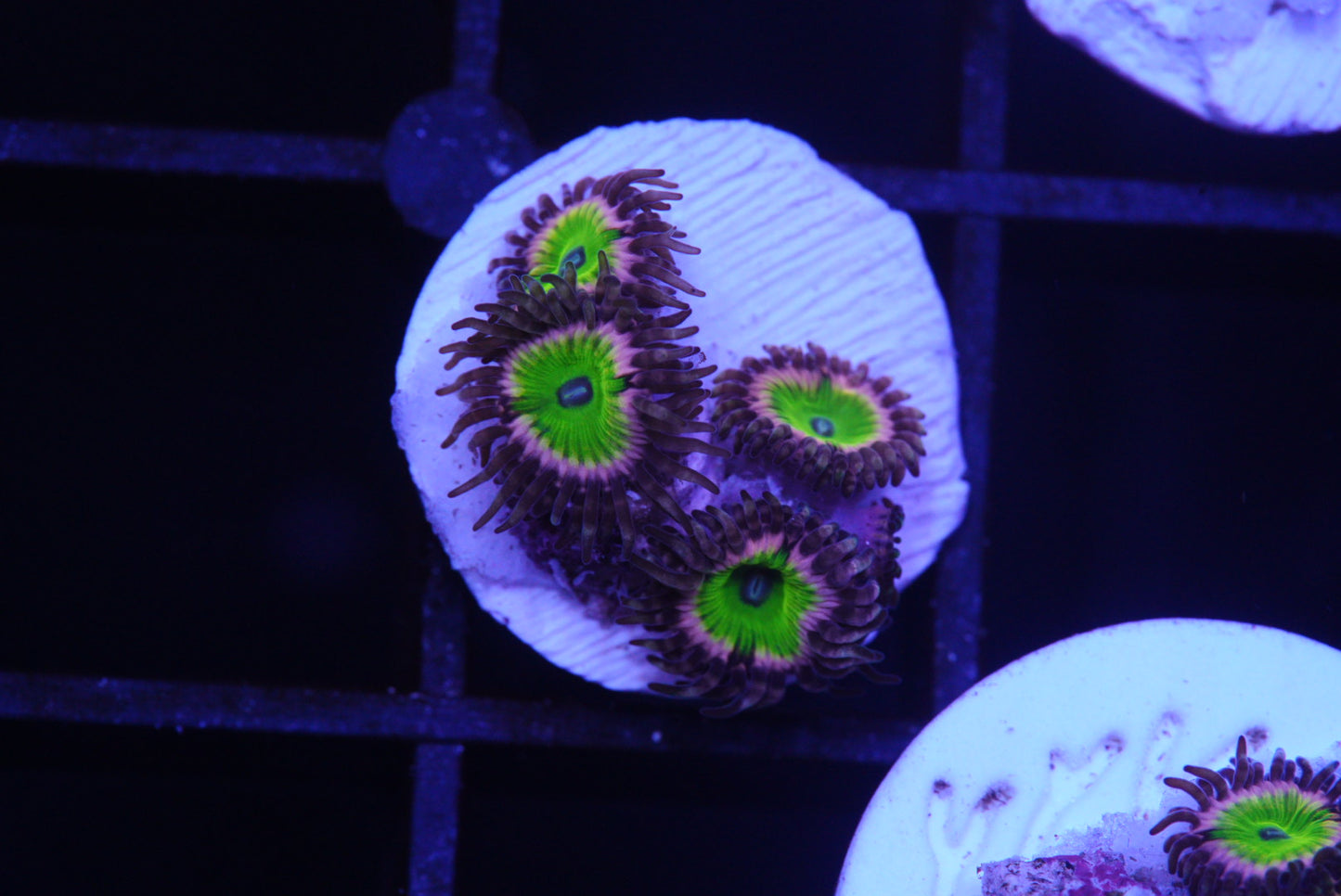 Zoa