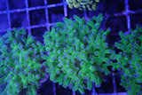 Frogspawn