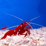 Blood/Fire shrimp