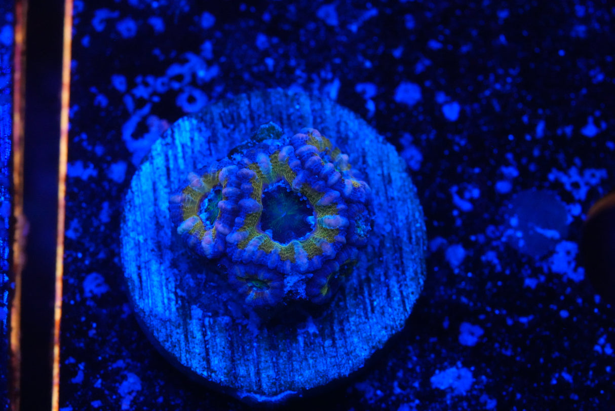 Stunning cultured ACAN
